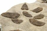 Cluster Of Ordovician Trilobites (Sokhretia?) - Erfoud, Morocco #233898-6